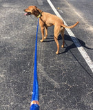 4' Collegiate Nautical Water Dog Leash - University Florida - UF - Pet Accessories - Marine Fiberglass Direct