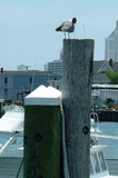 Taylor Made Products - 8" Diameter White Dock Piling Cap - Marine Fiberglass Direct