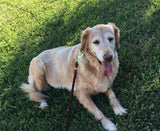 8' Collegiate Nautical Water Dog Leash - Florida State - FSU - Pet Accessories - Marine Fiberglass Direct